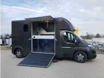 New Livestock truck Fiat Böckmann Compact L Stall LKW: picture 1