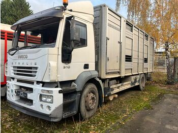 Livestock truck Iveco Stralis 310 Zweistock  Fahrerhaus beschädigt: picture 1
