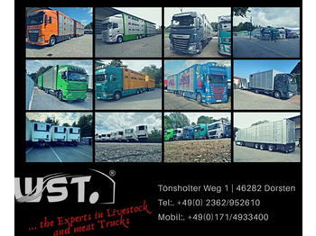 Livestock truck MAN TGX 26.480 XL Menke   3 Stock Vollalu Hubdach: picture 1