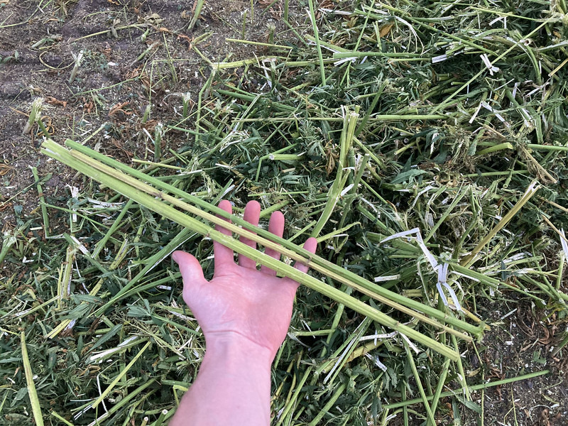 New Holland FR9060 for hemp harvest hemp harvester - Forage harvester: picture 5 New Holland FR9060 for hemp harvest hemp harvester - Forage harvester: picture 5