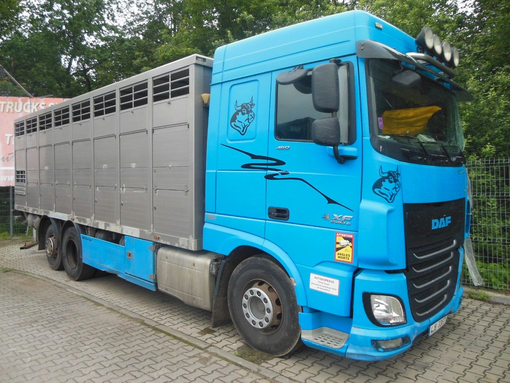 DAF XF 106.460, MENKE-JANZEN, UNFALL-FAHRBAR!! - Livestock truck: picture 2 DAF XF 106.460, MENKE-JANZEN, UNFALL-FAHRBAR!! - Livestock truck: picture 2