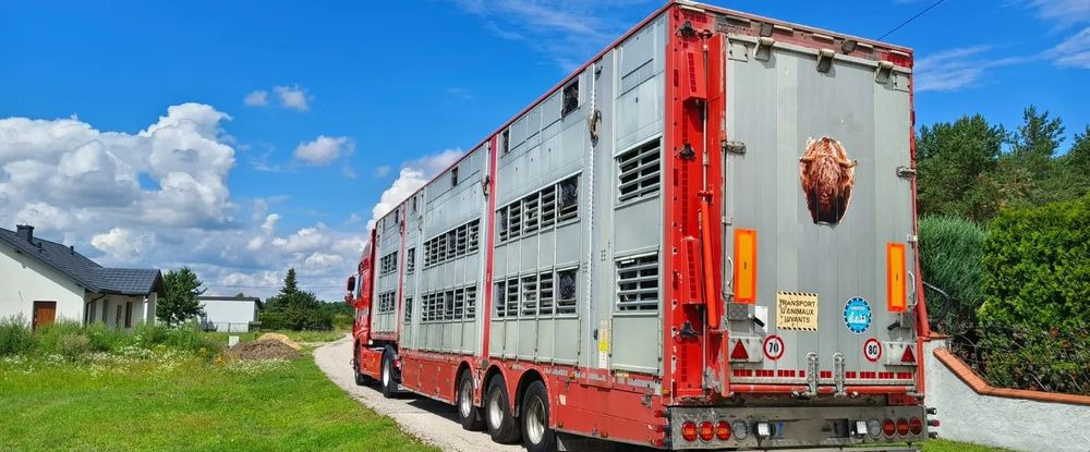Pezzaioli SBA32/hydrauliczny dach/hydrauliczna rampa/ 3 poziomy/ 2xbydło -3xtrzoda/wentylatory/poidła/sterowanie pilotem - Livestock semi-trailer: picture 1 Pezzaioli SBA32/hydrauliczny dach/hydrauliczna rampa/ 3 poziomy/ 2xbydło -3xtrzoda/wentylatory/poidła/sterowanie pilotem - Livestock semi-trailer: picture 1