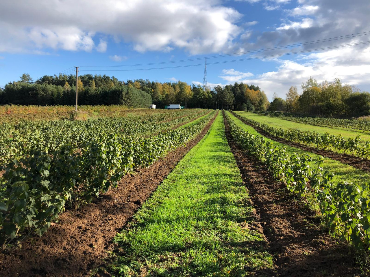 New Cultivator Berrypark Roll- und Fingerhacke / Orchard Weeder / Sarcleuse arboricole / Pielnik sadowniczy: picture 13