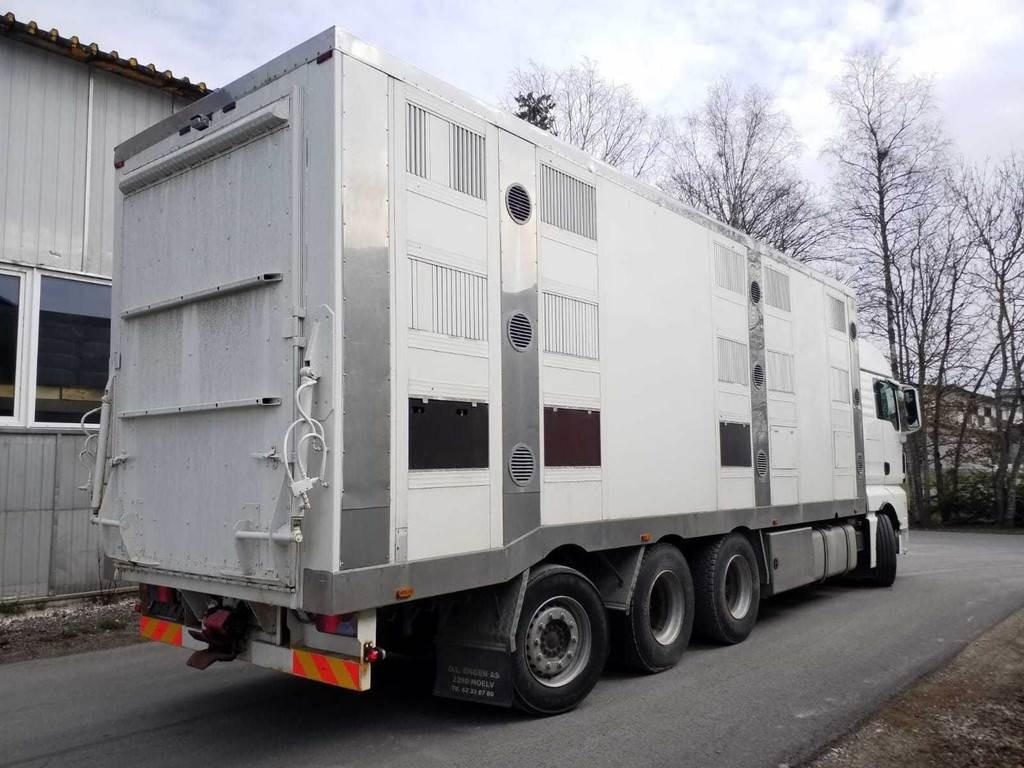 MAN TGX 35.540 8X4 TRIDEM ANIMAL  - Livestock truck: picture 3 MAN TGX 35.540 8X4 TRIDEM ANIMAL  - Livestock truck: picture 3