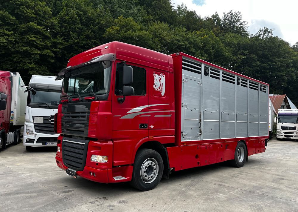 DAF XF 105.460 Euro 5 // Manual // Retarder // Do Żywca / Bydła / Zwierząt / - Livestock truck: picture 1 DAF XF 105.460 Euro 5 // Manual // Retarder // Do Żywca / Bydła / Zwierząt / - Livestock truck: picture 1