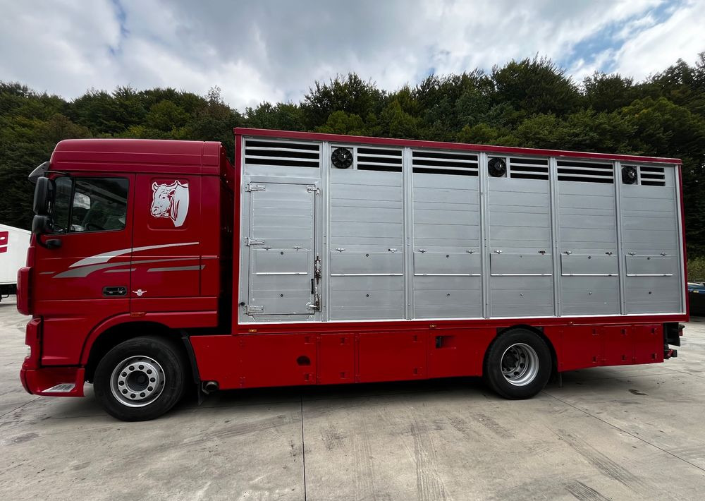 DAF XF 105.460 Euro 5 // Manual // Retarder // Do Żywca / Bydła / Zwierząt / - Livestock truck: picture 5 DAF XF 105.460 Euro 5 // Manual // Retarder // Do Żywca / Bydła / Zwierząt / - Livestock truck: picture 5