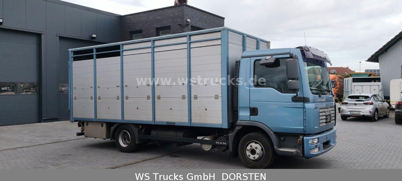 MAN TGL 10.210 1 Stock Viehtransporter - Livestock truck: picture 4 MAN TGL 10.210 1 Stock Viehtransporter - Livestock truck: picture 4