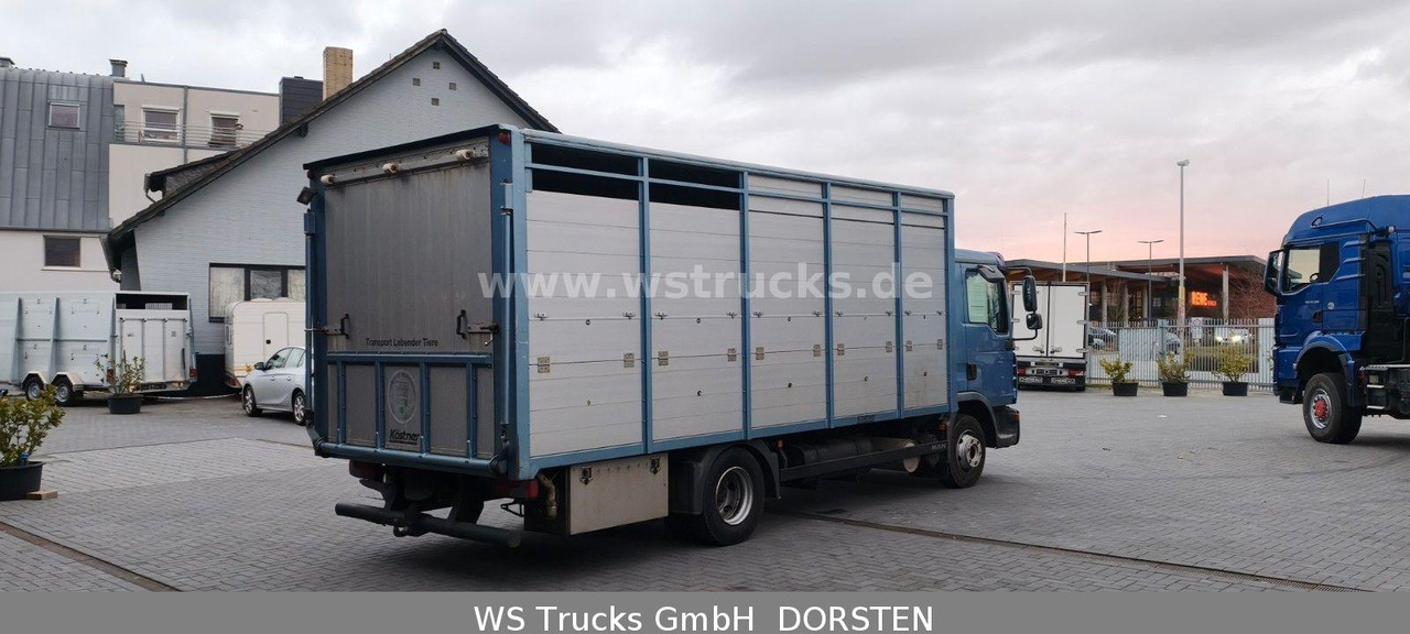 MAN TGL 10.210 1 Stock Viehtransporter - Livestock truck: picture 5 MAN TGL 10.210 1 Stock Viehtransporter - Livestock truck: picture 5